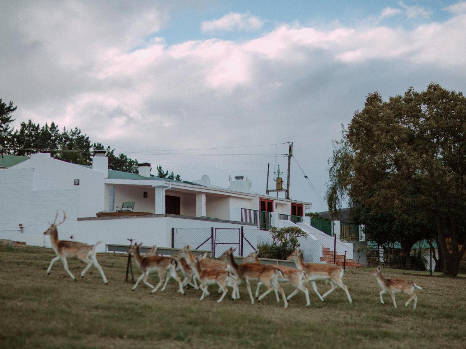 Ou Meul Farm Cottage Botrivier Cameră foto